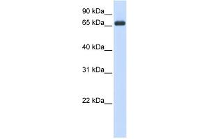 Image no. 1 for anti-Heat Shock 70kDa Protein 8 (HSPA8) (N-Term) antibody (ABIN2783374)