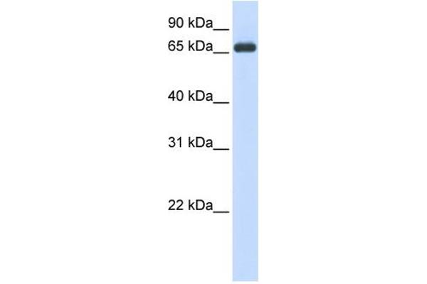 anti-Heat Shock 70kDa Protein 8 (HSPA8) (N-Term) antibody