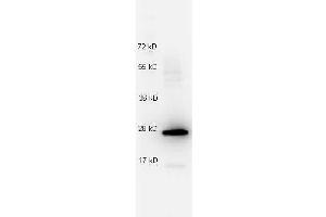 Western Blotting (WB) image for anti-Interleukin 27 (IL27) antibody (ABIN1043835)