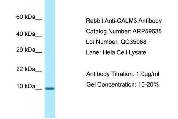 anti-Calmodulin 3 (Phosphorylase Kinase, Delta) (CALM3) (N-Term) antibody