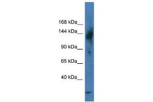 Image no. 1 for anti-Transcriptional Regulating Factor 1 (TRERF1) (N-Term) antibody (ABIN2778434)