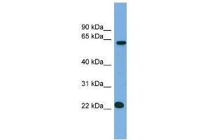 Image no. 1 for anti-MIS18 Kinetochore Protein Homolog A (MIS18A) (N-Term) antibody (ABIN2782389)