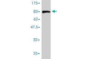 Image no. 2 for anti-Polypyrimidine Tract Binding Protein 2 (PTBP2) (AA 1-532) antibody (ABIN566178)