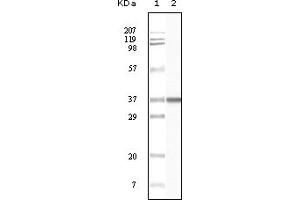 Image no. 1 for anti-B Lymphoid Tyrosine Kinase (BLK) (truncated) antibody (ABIN2464018)