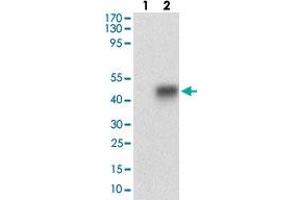 Image no. 4 for anti-Sperm Mitochondria Associated Cysteine Rich Protein (SMCP) antibody (ABIN5588425)