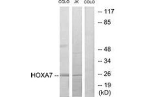 Image no. 1 for anti-Homeobox A7 (HOXA7) (AA 91-140) antibody (ABIN1533693)