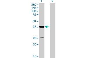Western Blot analysis of PPP1R3B expression in transfected 293T cell line by PPP1R3B MaxPab polyclonal antibody.