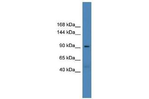 Image no. 1 for anti-Ubiquitin Specific Peptidase 20 (USP20) (Middle Region) antibody (ABIN929196)