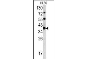 CLNS1A Antikörper  (C-Term)