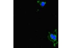 ALDH16A1 antibody  (AA 1-220)