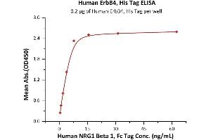 Immobilized Human ErbB4, His Tag (ABIN2181045,ABIN2181044) at 2 μg/mL (100 μL/well) can bind Human NRG1 Beta 1, Fc Tag (ABIN6973185) with a linear range of 0.