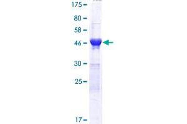 DNA-Damage Inducible 1 Homolog 2 (DDI2) (AA 1-211) protein (GST tag)