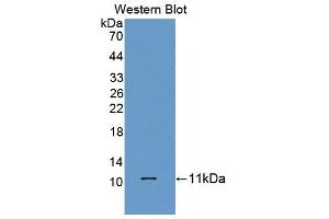 Image no. 1 for anti-HOP Homeobox (HOPX) (AA 10-73) antibody (ABIN5013709)
