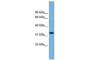 Image no. 1 for anti-Olfactory Receptor, Family 6, Subfamily C, Member 68 (OR6C68) (N-Term) antibody (ABIN635347)
