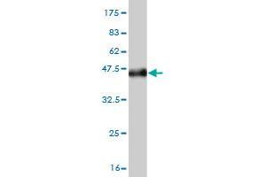 LGALS1/Galectin 1 antibody  (AA 1-135)