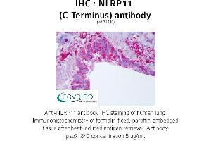 Image no. 1 for anti-NLR Family, Pyrin Domain Containing 11 (NLRP11) (C-Term) antibody (ABIN1737387)