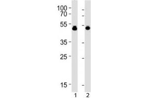 Image no. 3 for anti-Vasodilator-Stimulated phosphoprotein (VASP) (AA 267-296) antibody (ABIN3029586)