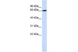 Image no. 1 for anti-ADAM Metallopeptidase Domain 9 (ADAM9) antibody (ABIN634515)