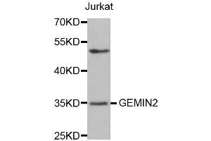 Image no. 1 for anti-Gem (Nuclear Organelle) Associated Protein 2 (GEMIN2) antibody (ABIN3017339)