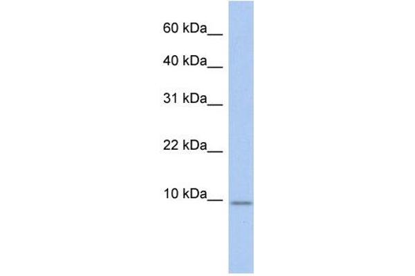 FXYD7 antibody  (N-Term)
