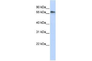 Image no. 1 for anti-Replication Initiator 1 (REPIN1) (Middle Region) antibody (ABIN2777495)
