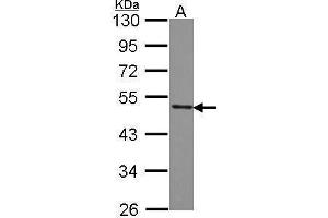 Image no. 3 for anti-Splicing Factor 3b, Subunit 4, 49kDa (SF3B4) (N-Term) antibody (ABIN2856357)