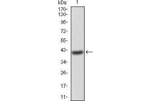 Image no. 2 for anti-GNAS Complex Locus (GNAS) (AA 42-188) antibody (ABIN5542322)