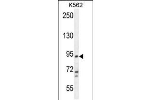 anti-Potassium Voltage-Gated Channel, Subfamily H (Eag-Related), Member 4 (KCNH4) (AA 67-96), (N-Term) antibody
