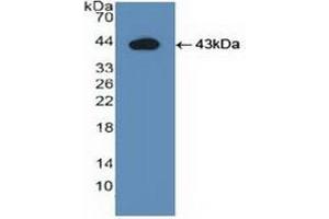 Image no. 4 for Indoleamine 2,3-Dioxygenase (IDO) ELISA Kit (ABIN6574282)