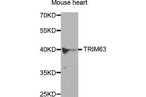 Image no. 1 for anti-Tripartite Motif Containing 63 (TRIM63) antibody (ABIN3017373)