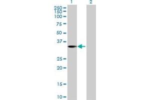 Image no. 1 for anti-Zinc Finger, Matrin-Type 3 (ZMAT3) (AA 1-289) antibody (ABIN528626)