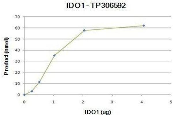 Indoleamine 2,3-Dioxygenase 1 (IDO1) (Active) protein (Myc-DYKDDDDK Tag)