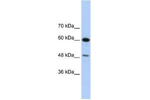 Image no. 1 for anti-DAZ Associated Protein 1 (DAZAP1) (C-Term) antibody (ABIN2779143)