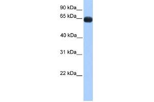 Image no. 1 for anti-Zinc Finger Protein 100 (ZNF100) (N-Term) antibody (ABIN2775130)