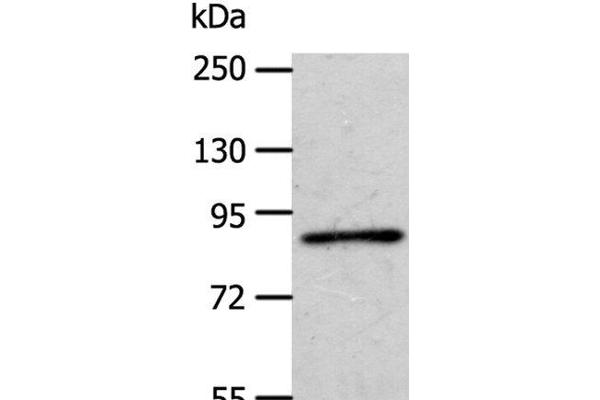 APPL1 antibody