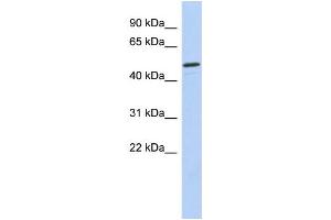 Image no. 5 for anti-Checkpoint Kinase 1 (CHEK1) (Middle Region) antibody (ABIN2779737)