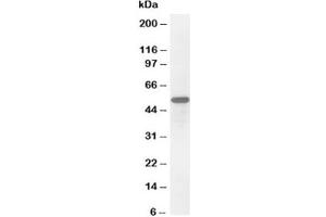 Western blot testing of Secretogranin 3 antibody and HeLa cell lysate