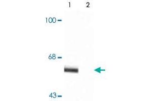 Image no. 2 for anti-Synaptotagmin I (SYT1) (pThr202) antibody (ABIN550191)