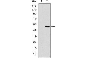 Image no. 7 for anti-Fast Skeletal Troponin I (TNNI2) antibody (ABIN969441)