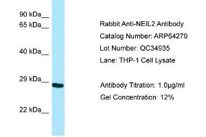 Image no. 1 for anti-Endonuclease 8-like 2 (NEIL2) (N-Term) antibody (ABIN2789787)