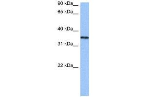 Image no. 1 for anti-Heterogeneous Nuclear Ribonucleoprotein A2/B1 (HNRNPA2B1) (N-Term) antibody (ABIN2776584)
