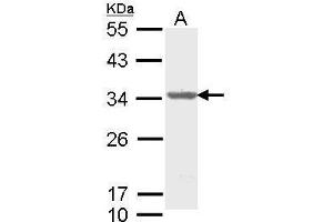 Image no. 3 for anti-THO Complex 4 (THOC4) (Center) antibody (ABIN2856936)