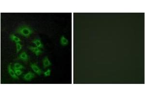 Image no. 2 for anti-Sphingosine-1-Phosphate Receptor 5 (S1PR5) (AA 335-384) antibody (ABIN1535594)