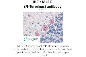 Image no. 1 for anti-Malectin (MLEC) (N-Term) antibody (ABIN1736974)