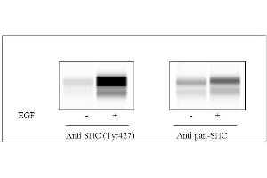 Image no. 2 for SHC (Src Homology 2 Domain Containing) Transforming Protein 1 (SHC1) ELISA Kit (ABIN4889788)