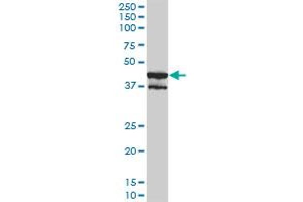 MAPK13 antibody  (AA 1-365)