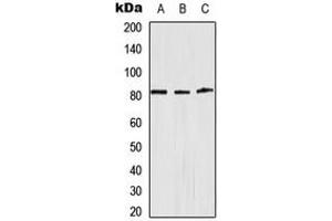 Image no. 2 for anti-Adducin 1 (Alpha) (ADD1) (Center) antibody (ABIN2705443)