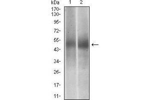Image no. 2 for anti-Protein tyrosine Phosphatase, Non-Receptor Type 1 (PTPN1) (AA 40-246) antibody (ABIN5542667)