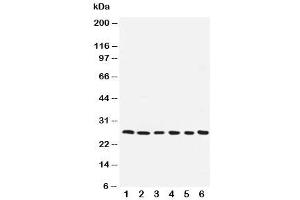 Image no. 1 for anti-Nucleolar Protein 3 (Apoptosis Repressor with CARD Domain) (NOL3) (AA 91-106) antibody (ABIN3032070)