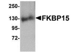 Image no. 2 for anti-FK506 Binding Protein 15, 133kDa (FKBP15) (N-Term) antibody (ABIN499840)